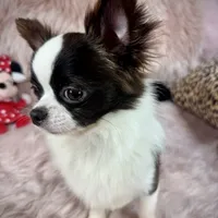 FELIX, a male Chihuahua for sale in Sacramento, CA – Photo 3 of 10