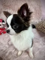 FELIX, a male Chihuahua for sale in Sacramento, CA – Photo 3 of 10