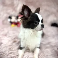 FELIX, a male Chihuahua for sale in Sacramento, CA – Photo 10 of 10