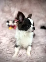 FELIX, a male Chihuahua for sale in Sacramento, CA – Photo 10 of 10