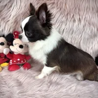 FELIX, a male Chihuahua for sale in Sacramento, CA – Photo 6 of 10