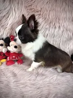 FELIX, a male Chihuahua for sale in Sacramento, CA – Photo 6 of 10