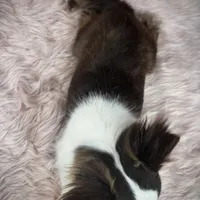 FELIX, a male Chihuahua for sale in Sacramento, CA – Photo 4 of 10