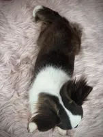 FELIX, a male Chihuahua for sale in Sacramento, CA – Photo 4 of 10