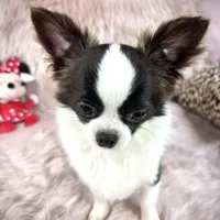 FELIX, a male Chihuahua for sale in Sacramento, CA – Photo 5 of 10