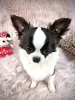 FELIX, a male Chihuahua for sale in Sacramento, CA – Photo 5 of 10