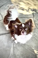 RICHIE, a male Chihuahua for sale in Sacramento, CA – Photo 3 of 7