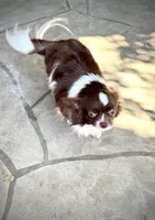 RICHIE, a male Chihuahua for sale in Sacramento, CA – Photo 6 of 7