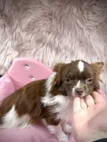 processed/a96de38f-4a29-47f9-b7ab-2ae275ca5367/listing/fbc0f3a9-dfe5-43f0-949a-158fc2217786/955efb0c-ac1b-4d00-a5c1-83f8dd9c9196