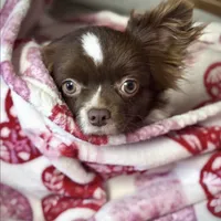 RICHIE, a male Chihuahua for sale in Sacramento, CA – Photo 5 of 7