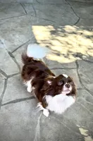 RICHIE, a male Chihuahua for sale in Sacramento, CA – Photo 4 of 7