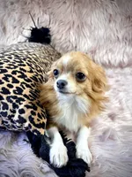 ANGELO, a male Chihuahua for sale in Sacramento, CA – Photo 9 of 9