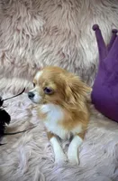 ANGELO, a male Chihuahua for sale in Sacramento, CA – Photo 5 of 9