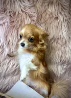 ANGELO, a male Chihuahua for sale in Sacramento, CA – Photo 1 of 9