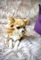 ANGELO, a male Chihuahua for sale in Sacramento, CA – Photo 7 of 9