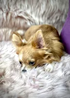 ANGELO, a male Chihuahua for sale in Sacramento, CA – Photo 2 of 9