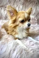 ANGELO, a male Chihuahua for sale in Sacramento, CA – Photo 3 of 9