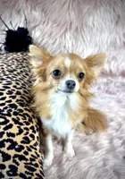 ANGELO, a male Chihuahua for sale in Sacramento, CA – Photo 8 of 9