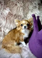 ANGELO, a male Chihuahua for sale in Sacramento, CA – Photo 4 of 9