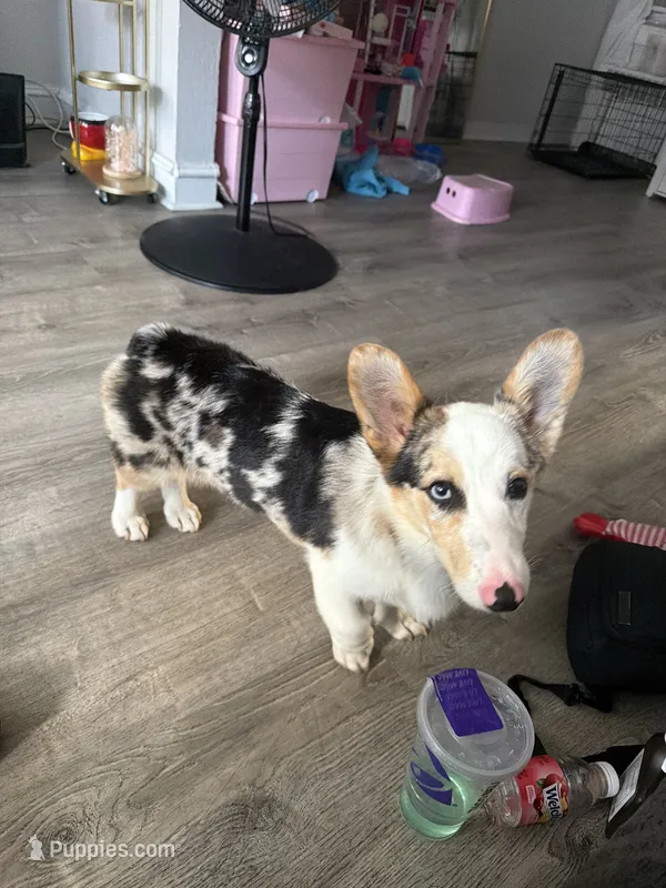 Snicker – Pembroke Welsh Corgi puppy for sale in Philadelphia, PA