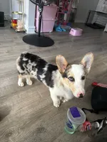 Snicker, a male Pembroke Welsh Corgi for sale in Philadelphia, PA – 1 of 2