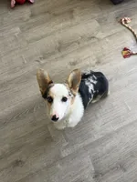 Snicker, a male Pembroke Welsh Corgi for sale in Philadelphia, PA – 2 of 2
