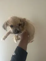 Maycup, a male Yorkipoo and Yorkshire Terrier for sale in Darlington, SC – 2 of 2