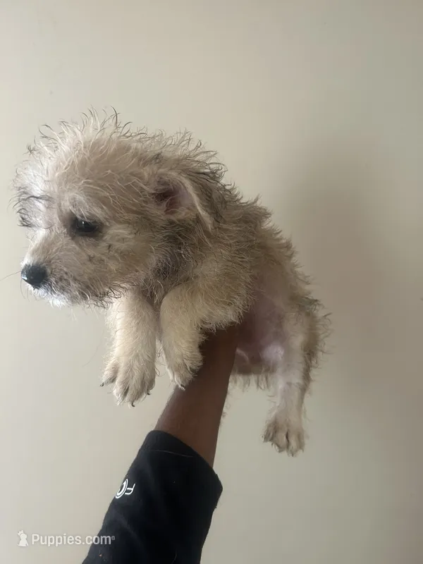 Germany – Yorkipoo, Yorkshire Terrier puppy for sale in Darlington, SC