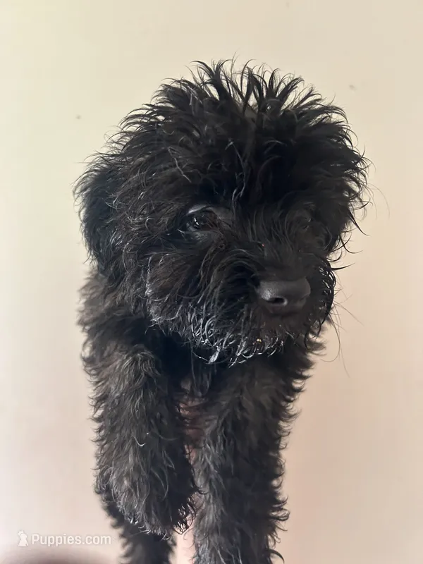 Grailee  – Yorkipoo puppy for sale in Darlington, SC