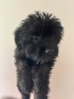 Grailee , a female Yorkipoo for sale in Darlington, SC – 1 of 3