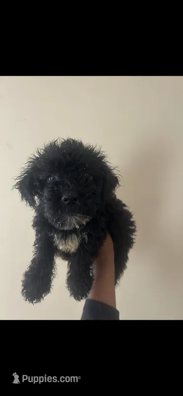 Baxter  – Yorkipoo puppy for sale in Darlington, SC