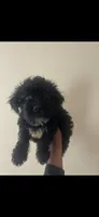 Baxter , a male Yorkipoo for sale in Darlington, SC – 1 of 1
