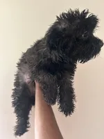 Grailee , a female Yorkipoo for sale in Darlington, SC – 2 of 3