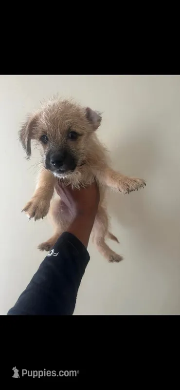 Leland  – Yorkipoo puppy for sale in Darlington, SC