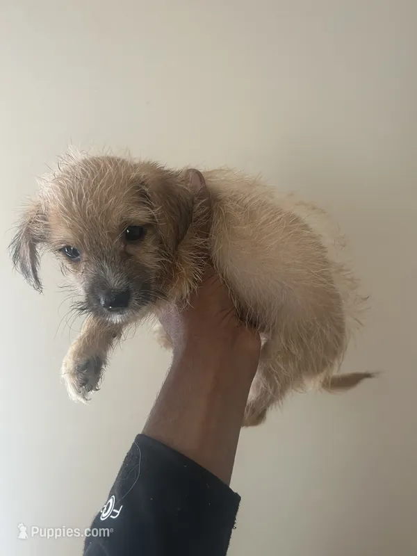 Maycup – Yorkipoo, Yorkshire Terrier puppy for sale in Darlington, SC
