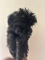 Grailee , a female Yorkipoo for sale in Darlington, SC – 3 of 3