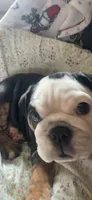 Gizmo , a female English Bulldog for sale in Carpenter, IA – 6 of 6