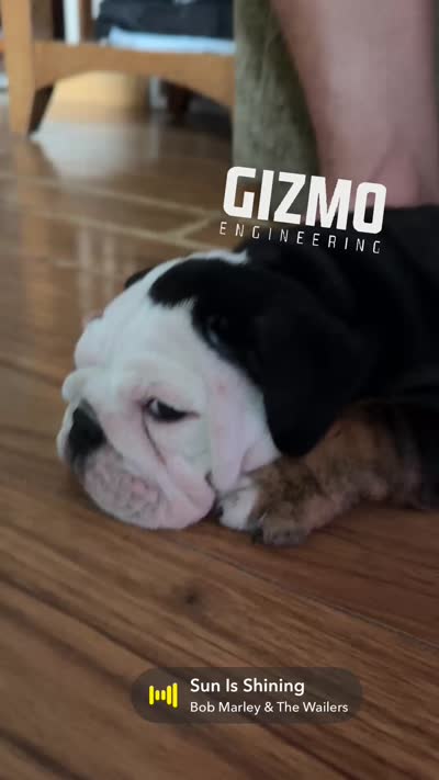 Gizmo , a female English Bulldog for sale in Carpenter, IA – 5 of 6