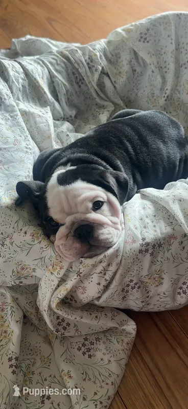 Gizmo  – English Bulldog puppy for sale in Carpenter, IA