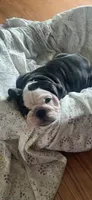 Gizmo , a female English Bulldog for sale in Carpenter, IA – 1 of 6