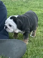 Gizmo , a female English Bulldog for sale in Carpenter, IA – 2 of 6