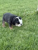 Gizmo , a female English Bulldog for sale in Carpenter, IA – 4 of 6