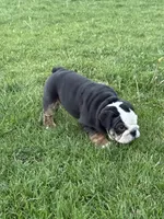 Gizmo , a female English Bulldog for sale in Carpenter, IA – 3 of 6