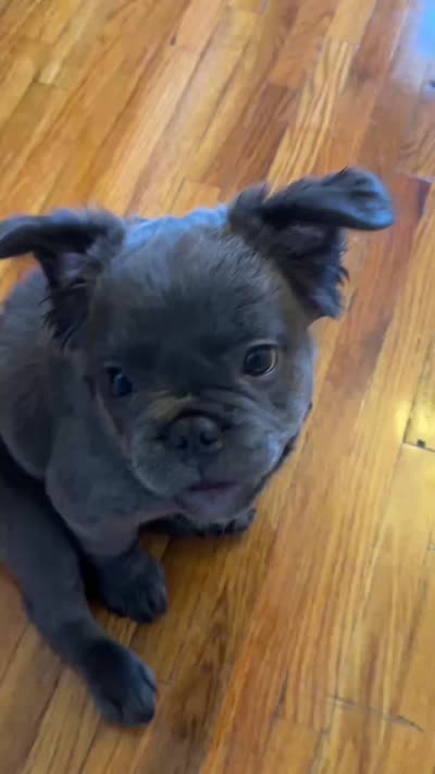 Blue, a male French Bulldog for sale in Edison, NJ – 4 of 5