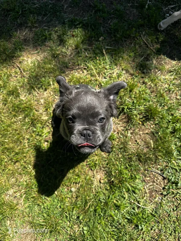 Blue – French Bulldog puppy for sale in Edison, NJ