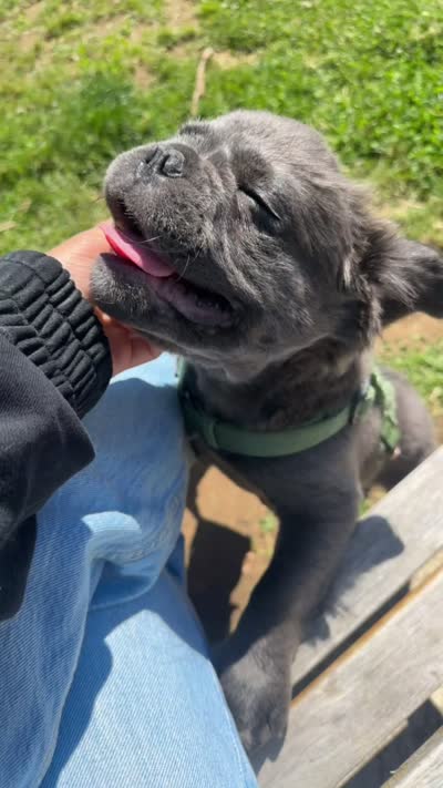 Blue, a male French Bulldog for sale in Edison, NJ – 5 of 5