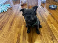 Blue, a male French Bulldog for sale in Edison, NJ – 3 of 5