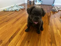 Blue, a male French Bulldog for sale in Edison, NJ – 2 of 5