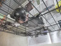 CHARLIE, a male Miniature Schnauzer for sale in Lansing, IA – 4 of 6