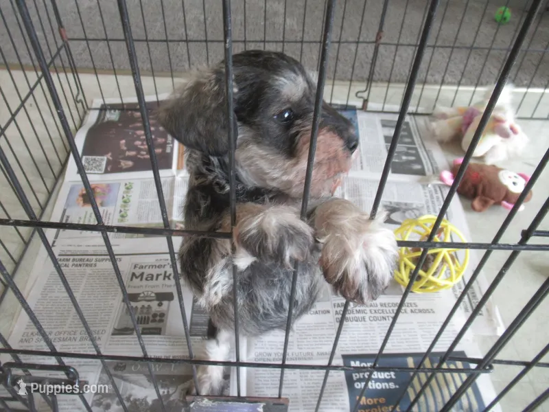 CHARLIE – Miniature Schnauzer puppy for sale in Lansing, IA